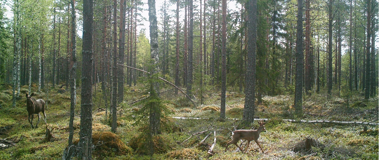 Kauriista Hirveen